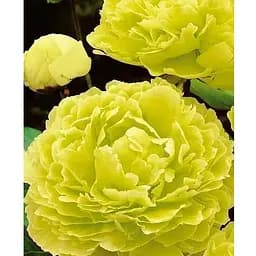 Пион древовидный "Spring Willow" (75836) (Корневище) 1 шт