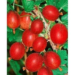 Саджанець Agro-Market Аґрус Гранд (ранній термін дозрівання, високоврожайний сорт) 1 саджанець (178567)