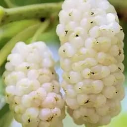 Саджанець Agro-Market Шовковиця великоплідна Стамбульська біла (літній сорт, середній термін дозрівання) (16184) 1 шт. в упаковці