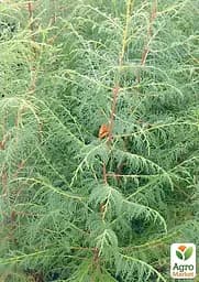 Кіпаріс Гімалайський 3-х річний (Cupressus Torulosa) С1,5 висота 70-80см (176356) 1 саджанець - мініатюра 3