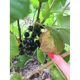 Саджанець Agro-Market Смородина чорна Таємниця Джоні (Secret of Joni) (преміальний великоплідний сорт) 1 шт. в упаковці (42987) - мініатюра 7