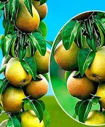 Саджанець Agro-Market Груша колоновидна Найт-Верт 1 шт. в упаковці (52672)