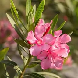 Олеандр душистый Agro-Market Nerium oleander Temptation (вечнозеленый, ароматный кустарник) (188133)1 саженец в упаковке Нидерланды