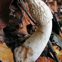 Сухий зерновий міцелій "Веселка звичайна" 100г (45554)