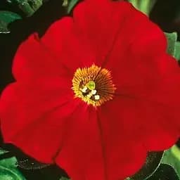 Петунія Alpetunia "Red" (контейнер №10 висота 10-15см) (64511) 1 саженец