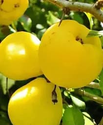 Саджанець Agro-Market Айва Соковита (зимовий сорт, середній термін дозрівання) 1 шт. в упаковці (40020)