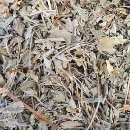 100 г пастернак трава сушеная - свежий урожай