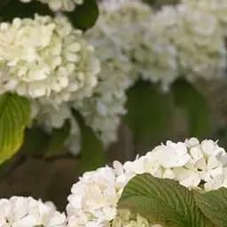 Саджанець Agro-Market Калина складчаста Junny (Viburnum plicatum Janny) (61540)