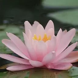 Нимфея Голландия Корневище 1 саженец (40254)