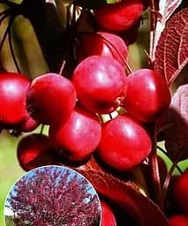 Райське яблучко фіолетово-пурпурне Поцілунок ангела (Kiss of an angel) (преміальний невибагливий сорт, середній термін дозрівання) Agro-Market 1 саджанець в упаковці (49957)