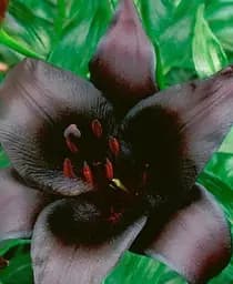 Луковица Agro-Market Лилия Nightrider 1 шт. в упаковке (176137)