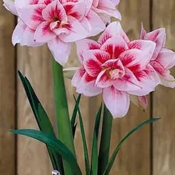 Гиппеаструм махровый "Elvas" (Амариллис) (176285) 1 шт