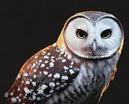 Набір для розпису по номерах Тварини, птахи Гордий погляд, 40x50 см