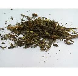 Дрік красильний Жовтило Дрок Трава Genista tinctoria