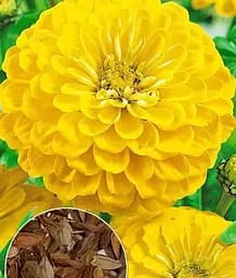 Семена Весна Циния Канарийка, по весу, цена за 4 г (178107)