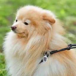 Шлея з повідцем для собак Waudog Soft з QR паспортом шкіряна кругла Д 6 мм, А 26-46 см, В 30-50 см чорна - мініатюра 4