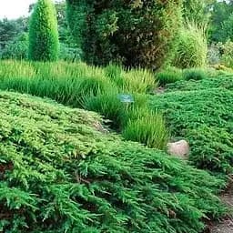 Ялівець звичайний 3-річний "Green Carpet" С3 висота 30-40см (188120) 1 саджанець