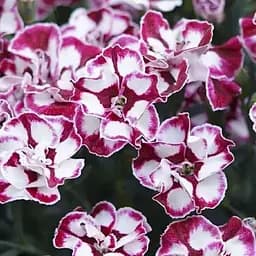 Гвоздика Махрова "Cremarena" (188627) 1 саженец