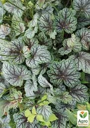 Саджанець Agro-Market Гейхера (Heuchera) Venus (49878) - мініатюра 3
