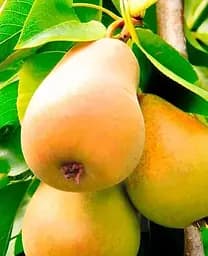 Саджанець Agro-Market Груша Талгарська красуня (осінній сорт, середній термін дозрівання) (15813) 1 шт. в упаковці - мініатюра 2