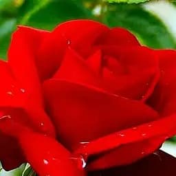 Троянда чайно-гібридна Agro-Market Preference саджанець класу АА+ вищий сорт 1 шт. в упаковці (38383)