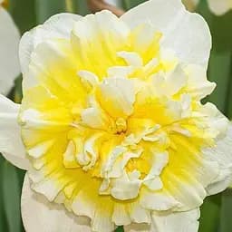 Нарцис "Full House" (181282) 2 шт