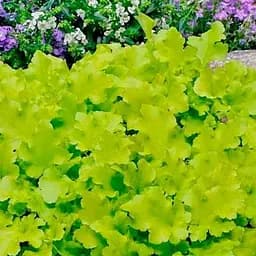 Саженец Agro-Market Гейхера (Heuchera) Lime Marmalade С1 (высота 15-30см) (154084)