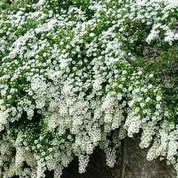 Айстра грунтопокривна "Snow Flurry" (контейнер № 10) (47986) 1 саженец