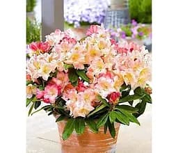 Саджанець Agro-Market Рододендрон якушиманський Percy Wiseman (45786) 1 шт. в упаковці