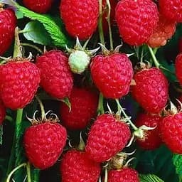 Малина Agro-Market "Malling Promise" (средний срок созревания) 1-летний саженец (189473) 1 шт в упаковке