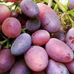 Саженец Agro-Market Виноград Валенсия (ранний сорт, кожица тонкая, мякоть сочная) 1 шт. в упаковке (155282)