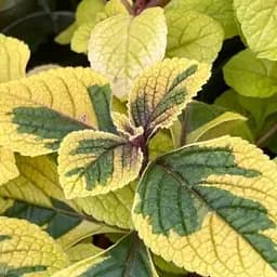 Саджанець Agro-Market Плектрантус ампельний Golden Beauty (180988)