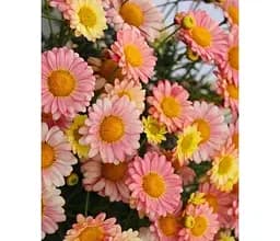 Саджанець Agro-Market Аргірантемум Aramis Apricot (контейнер № 10 висота 15 см) (52253) 1 шт. в упаковці