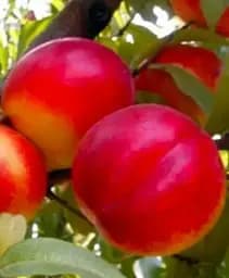 Саджанець Agro-Market Гібрид сливи-персика Сливовий нектарин 1 шт. в упаковці (47337)