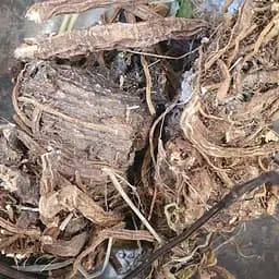 100 г борщевик сибирский корень сушеный - свежий урожай