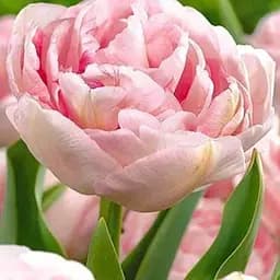 Тюльпан "Angelique" (размер 10/11, большой) 3 шт (17270)