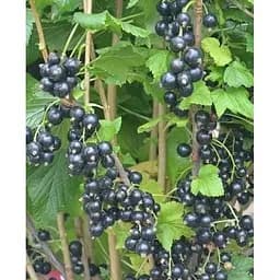 Саджанець Agro-Market Смородина чорна Чорний десерт вкорінена в контейнері (середньо-пізній термін дозрівання, високі смакові якості та приємний аромат) 1 саджанець (181342)