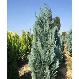 Кипарисовик Лавсона "Blom" (ком/сетка) высота 120-140см (188857) 1 шт