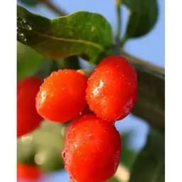 Саженец Agro-Market Годжи Корнан бег (перекрестное опыление, сажать по 2 шт.) 1 саженец (43044)