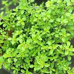 Саджанець Agro-Market Чебрець Golden Dwarf (49837) 1 шт в упаковці