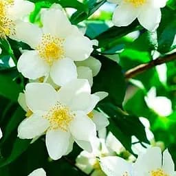 Саджанець Agro-Market Жасмин садовий 4-х річний Суничний (С7,5 висота 80-100см) (154024)