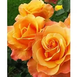 Саженец Agro-Market Роза чайно-гибридная Miracle (класс АА+) высший сорт (38386) 1 шт.