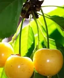 Саженец Agro-Market Черешня желтая Дрогана желтая (летний сорт, средний срок созревания) 1 шт. в упаковке (15787)