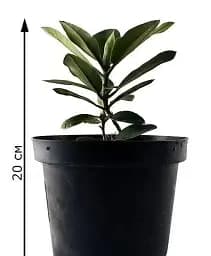 Рододендрон Agro-Market Calsap білий 1 саджанець в упаковці (25714) - мініатюра 2
