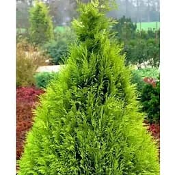 Кипарисовик Лавсона "Alumi Gold" С2 висота 25-35см (176877) 1 саджанець