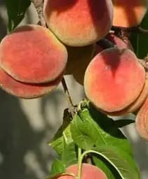 Саджанець Agro-Market Персик Джамінат (літній сорт, середній термін дозрівання) 1 шт. в упаковці (101891)