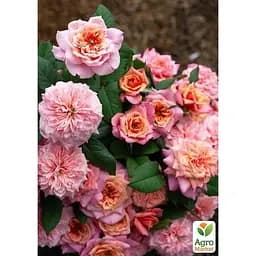 Роза шраб Agro-Market Мияби в контейнере, высший сорт (185423) 1 саженец в упаковке