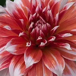 Георгина "Frost Nip" (гигантский цветок) (23555)