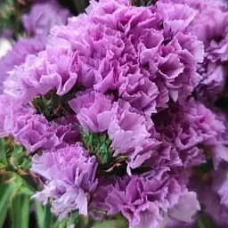 Статиця "Lavender Provence" (кермек лимоніум сухоцвіт) (190072) 1 саджанець