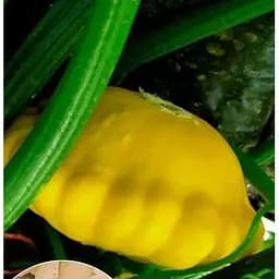 Насіння Весна на вагу Патісон Жовтий ціна за 5 г (22289)